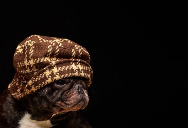 Изображение Шляпы Собаки Темный Фон — стоковое фото