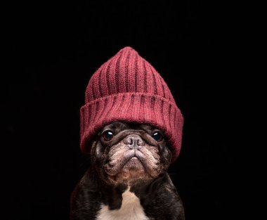 Köpek şapkası resmi koyu arkaplan 