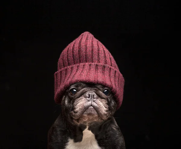 Imagen Perro Sombrero Fondo Oscuro —  Fotos de Stock