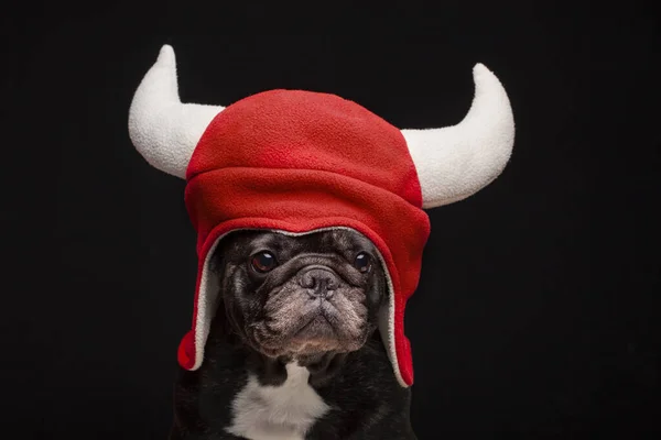 Imagen Perro Sombrero Fondo Oscuro — Foto de Stock