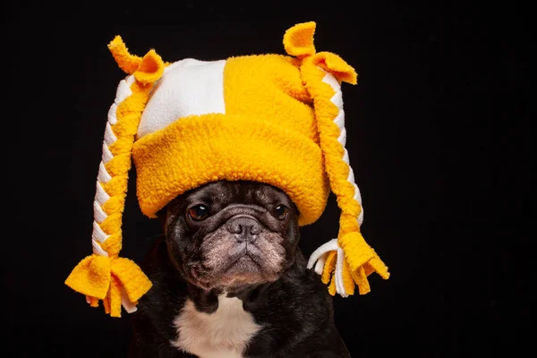 Image Dog Hat Dark Background — Stock Photo, Image