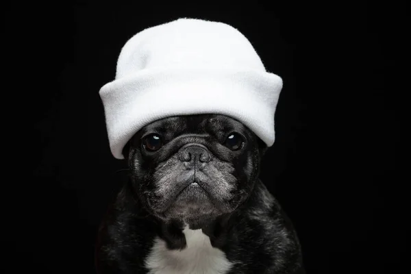 Изображение Шляпы Собаки Темный Фон — стоковое фото
