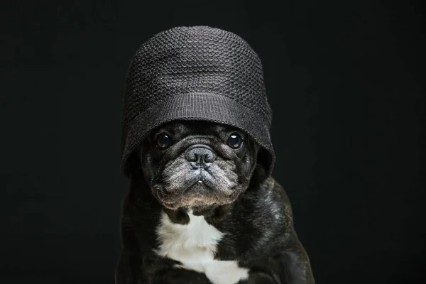 Imagen Perro Sombrero Fondo Oscuro —  Fotos de Stock