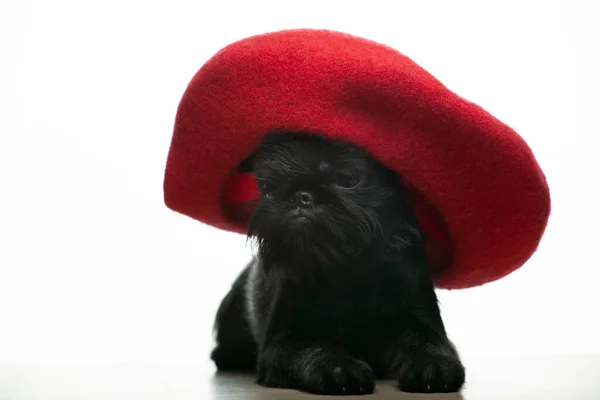 Imagen Del Sombrero Perro Fondo Blanco — Foto de Stock