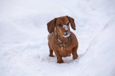 Köpek kar arkaplanı görüntüsü