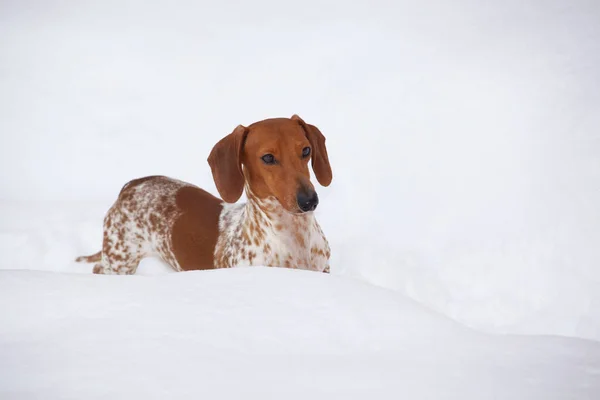 Bild Des Hundes Schnee Hintergrund — Stockfoto