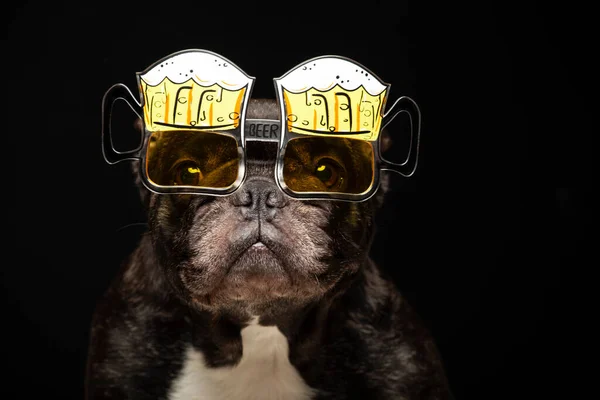 犬のメガネの暗い背景の画像 — ストック写真