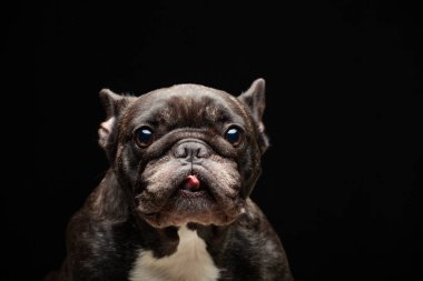 Köpek koyu arkaplan resmi