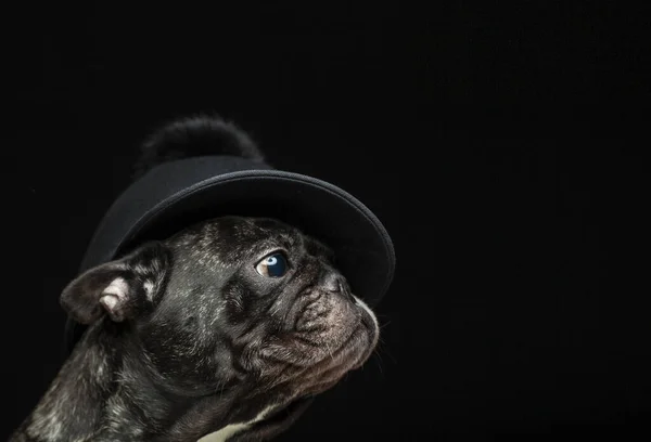 Afbeelding Van Hond Cap Donkere Achtergrond — Stockfoto