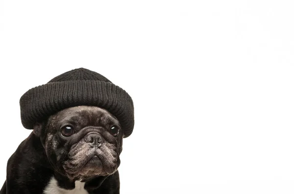 Image Dog Hat White Background — Stock Photo, Image