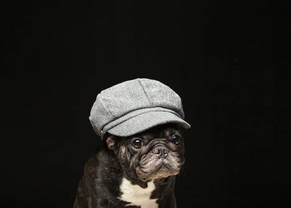 Imagem Cão Boné Fundo Escuro — Fotografia de Stock