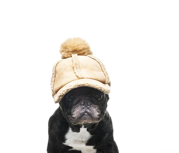 犬の帽子の白い背景の画像 — ストック写真