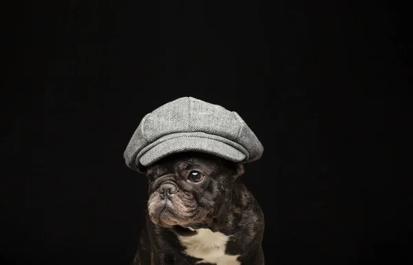 Image Chapeau Chien Fond Sombre — Photo