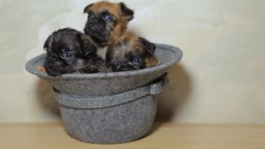 Köpek şapkası, keskin duvar arkaplanı görüntüleri 