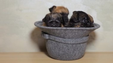 Köpek şapkası, keskin duvar arkaplanı görüntüleri 