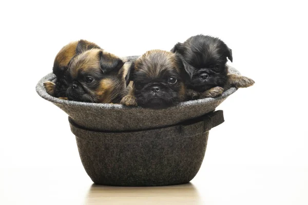 Imagen Del Sombrero Perro Fondo Blanco — Foto de Stock