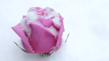 Çiçek kar arkaplanının görüntüleri