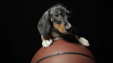 Köpek basketbolunun karanlık arka plan görüntüleri