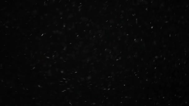 Toz Siyah Arkaplan Görüntüleri — Stok video