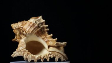 footage of seashell dark background studio