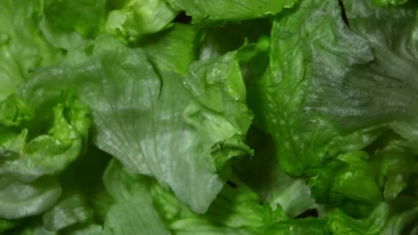 Taze Salata Arkaplanının Görüntüleri — Stok video