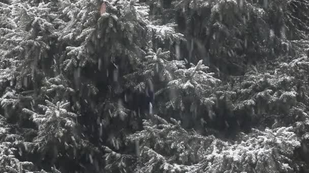 Imágenes Nieve Del Abeto — Vídeos de Stock