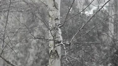 huş ağacı karının görüntüleri 