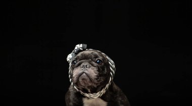 Köpek koyu arkaplan resmi