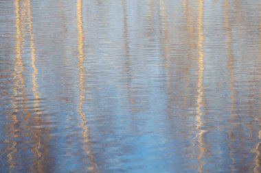 Su ağacı yansımasının görüntüsü