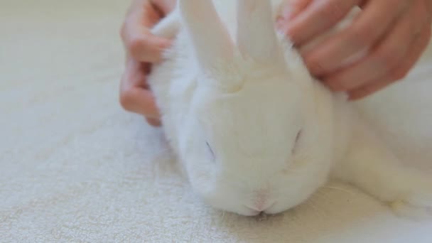 Footage Rabbit Hands White Background — Stock Video