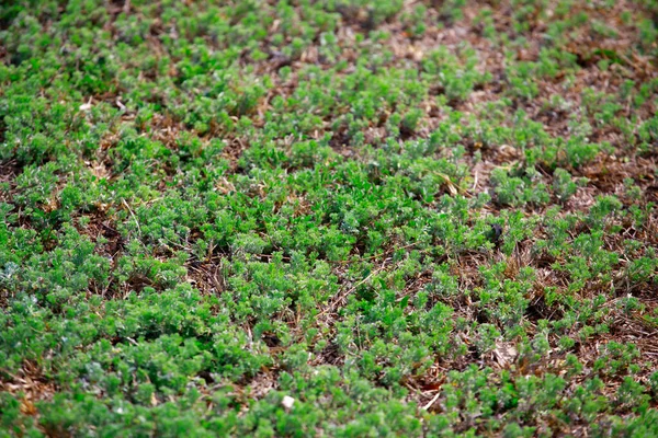 Imagen Fondo Campo Verano —  Fotos de Stock