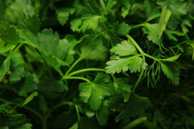 Taze maydanoz arkaplanı görüntüsü