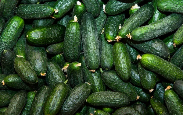 Imagen Fondo Pepino Fresco — Foto de Stock