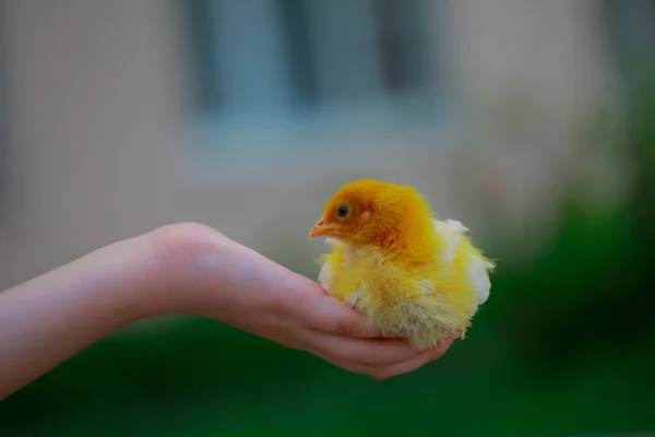 鶏の赤ちゃんの手のイメージ — ストック写真