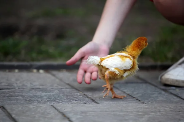 Imagem Bebê Mão Frango — Fotografia de Stock