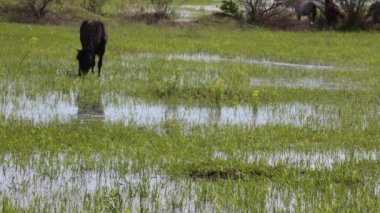 Vahşi at hayvanlarının görüntüleri