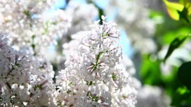 Leylak çiçeği arkaplanının görüntüleri