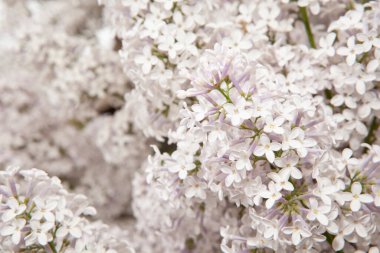 eflatun çiçeği arkaplanı