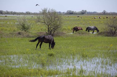 Vahşi at görüntüsü
