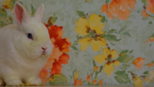 Footage White Rabbit Animal — Stock Video