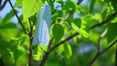 Maske ağacı mavi gökyüzünün görüntüleri