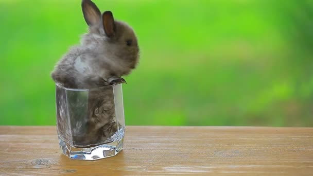Footage Rabbit Glass Wooden Desk Grass Background — Stock Video