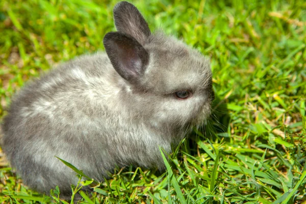 Image Rabbit Grass Background — Stock Photo, Image