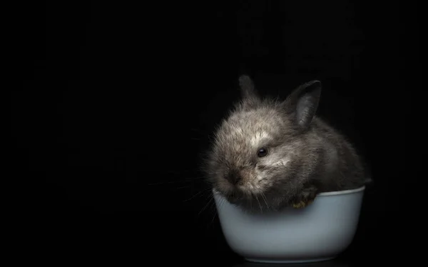 Bild Von Kaninchen Dunklen Hintergrund — Stockfoto