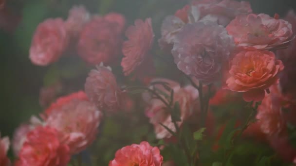 Metraje Jardín Verano Rosa — Vídeo de stock