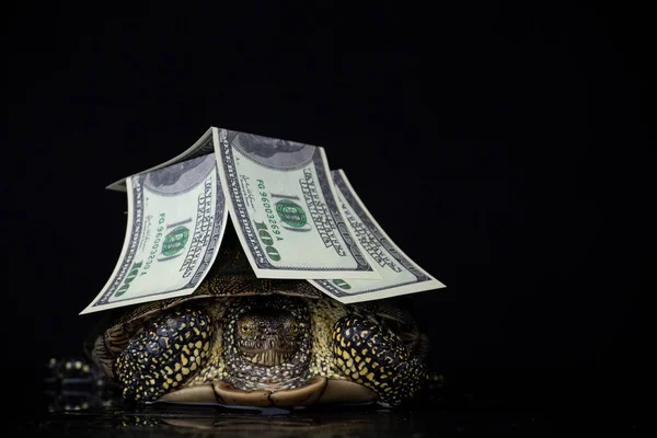 Image Turtle Money Dark Background — Stock Photo, Image