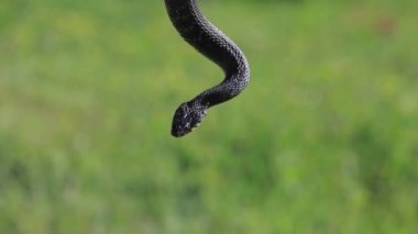 Yılan otu arkaplanının görüntüleri