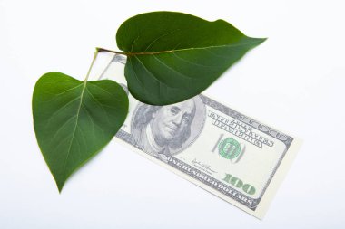 Paranın resmi yeşil yaprak beyaz arkaplan 