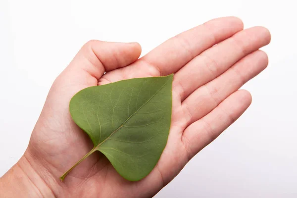 Image Hand Green Leaf White Background — Stock Photo, Image