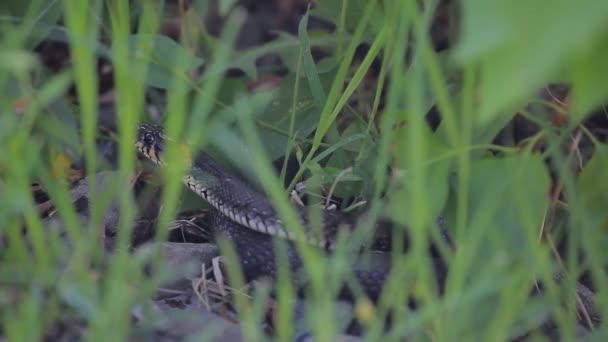 Bilder Orm Gräs Bakgrund — Stockvideo